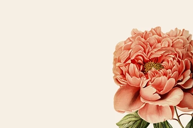 Botanical Desktop Wallpapers   Pearly Gates Design