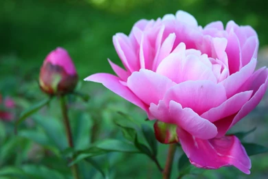 Pink Peony Wallpapers   Flower Wallpapers