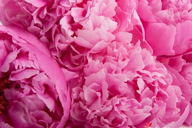 Peonies   Wallpaper.