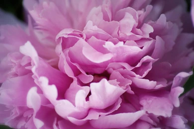 Mac iMac 27 Peony Wallpapers HD, Desktop Backgrounds 2560x1440