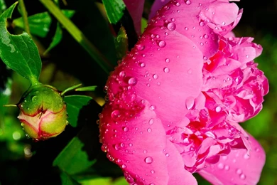 Peony Wallpapers   Flower Wallpapers