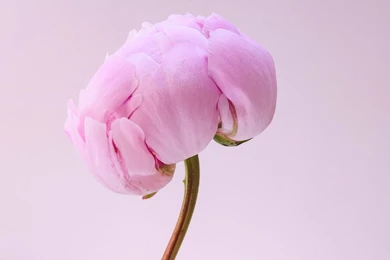 Pink Peony Wallpapers   Flower Wallpapers