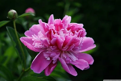Peony HD Desktop Wallpapers : Widescreen : High Definition ...