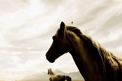 Free Desktop Backgrounds Horses   Wallpapers Cave