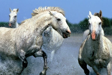 English Cat: Horses Wallpapers For Desktop Backgrounds Free