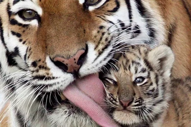 Animal HD Wallpapers Pack [part1 Of Big HD Wallpapers Package ...