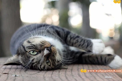 Trololo Blogg: Hd Wallpapers Package Download