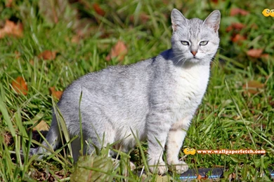 Trololo Blogg: Hd Wallpapers Package Download