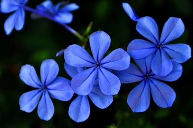 Blue purple Flowers iPad Air Wallpapers Download