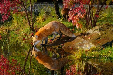 Red Fox Wallpapers   Wallpapers Cave
