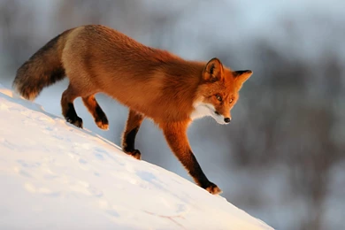 400x273px Red Fox 36.9 KB