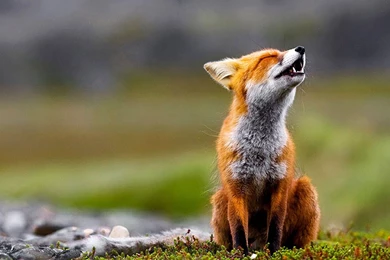 Scream Of The Red Fox   1680x1050   Wallpapers