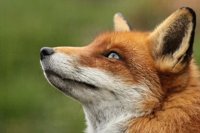 YouWall   Red Fox Close Wallpapers   Wallpaper,wallpapers,free ...