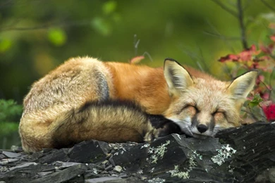 Sleeping Red Fox Wallpapers