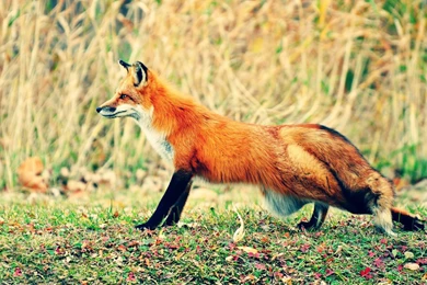 Red Fox Hunting   1920x1200   Full HD 16/10   Wallpapers