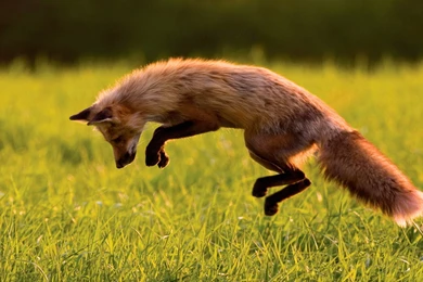 Red Fox Wallpaper, Animals / Wild: Red Fox, Green Grass, Jumping ...