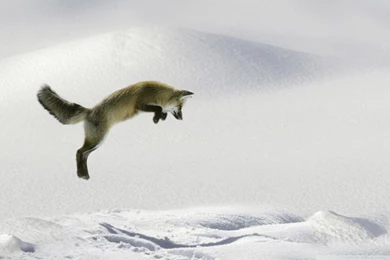 Red Fox Vulpes Fulva Leaping For Vole HD Desktop Wallpapers ...