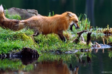 Red Fox Mother Play Fighting With Kit HD Wallpapers   IHD Wallpapers