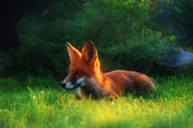 Red Fox, Wildlife, 1920x1200 HD Wallpapers And FREE Stock Photo