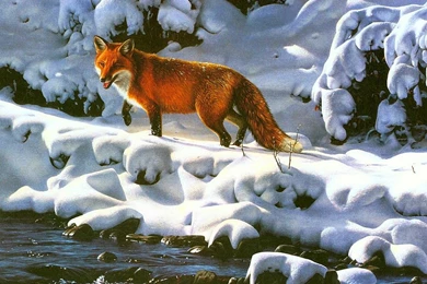 Red Fox   (