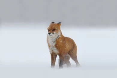 Red Fox In A Snowstorm Wallpapers ~ Trends Wallpapers