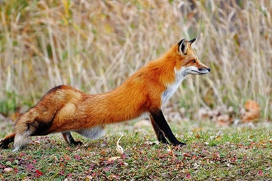 16 Animal Wallpapers Of A Beautiful Red Fox 213 :: Fox Animal Hd ...