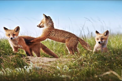 Missouri Wildlife Free Desktop Wallpapers