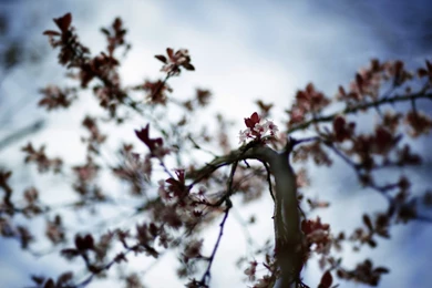 Nature, Wallpapers Hd, Wasps, Photography, Animal Pictures