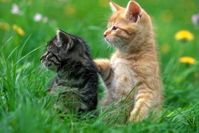 Best Friends Wallpapers   HD Wallpapers