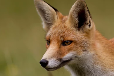 Sly Red Fox Wallpapers And Images   Wallpapers, Pictures, Photos