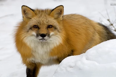 Red Fox In The Snow Wallpapers   Animal Wallpapers