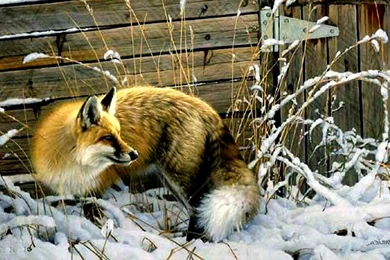 RED FOX IN WINTER WALLPAPER   (