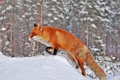 Other: Red Fox Predators Nature Sweet Wild Animals Cute Winter ...