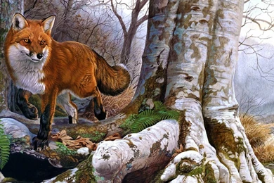 Fox_forest 1.jpg