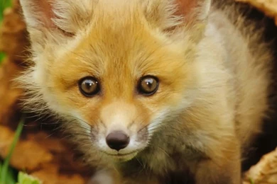 Canadian Animal~Red Fox Per. 3 By Yassmine E On Prezi