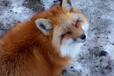 Other: Red Fox Hunting Pest Wallpapers HD For HD 16:9 High ...