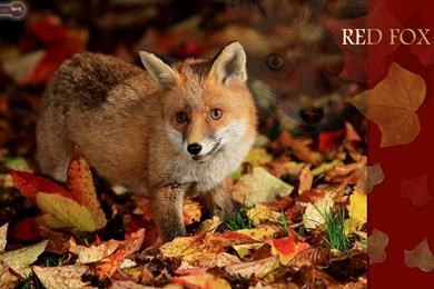 Fox Wallpapers « Animal Spot