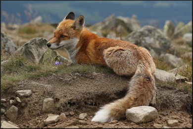RESTING WILD RED FOX WALLPAPER   (