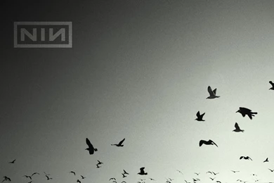 Nine Inch Nails Desktop Wallpapers