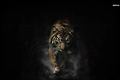 Angry Tiger Wallpapers   Animal Wallpapers