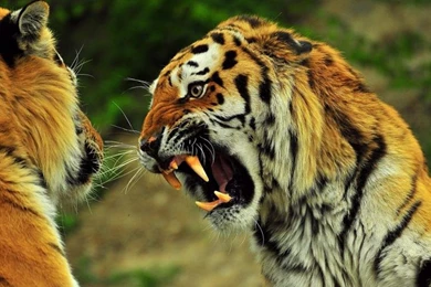 Angry Tiger Wallpaper,Animal HD Wallpaper,1920x1080 HD Wallpapers ...