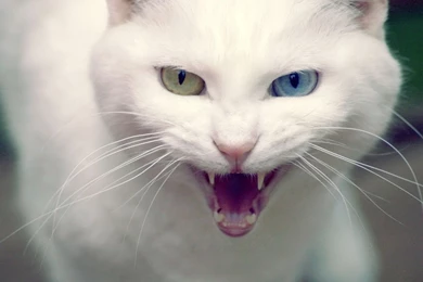 Angry Cat HD Desktop Wallpapers : Widescreen : High Definition
