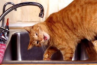 Funny Animal Wallpapers Free Download