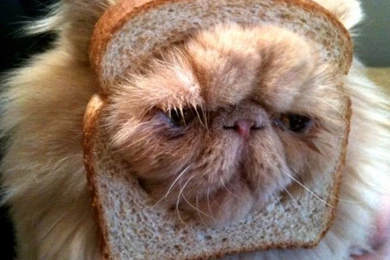 Download Free Funny Wallpapers For Your Tablet