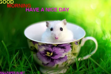 Funny Good Morning Wallpapers FREE DOWNLOAD