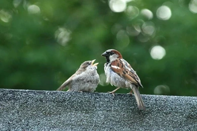 Desktop Images Free Download   HD Wallpapers Pretty