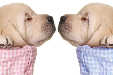 Sleeping Puppy HD Wallpaper, Sleeping Puppy Photos