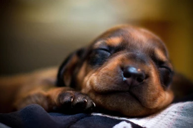 Sleeping Puppy HD Wallpaper, Sleeping Puppy Photos