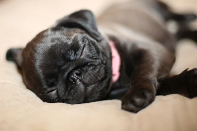 Sleeping Puppy Wallpapers :: HD Wallpapers