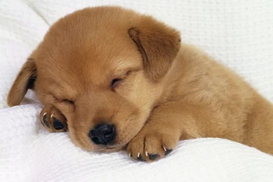 Cute Sleeping Golden Retriever Puppies   Wallpaper.